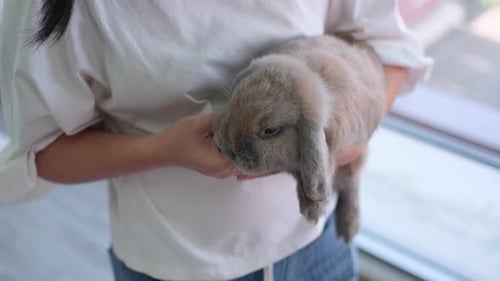 Cute Rabbit Held Indoors, Petting Gentle Bunny