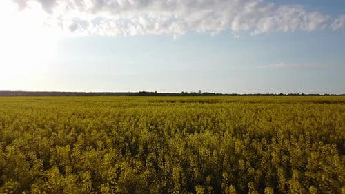 Aerial flight over blooming rapeseed (Brassica Napus) field, flyover yellow canola flowers, idyllic