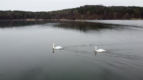 Swan Swimming on Lake Evening Pond