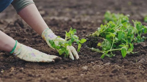 Hands Planting Young Plant in Fertile Soil