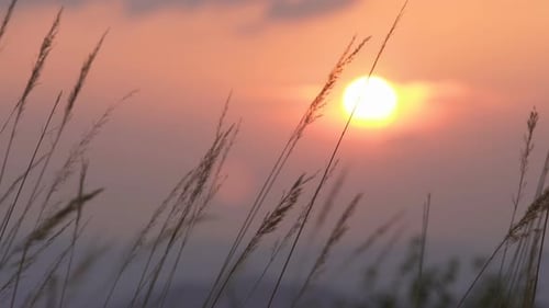 Golden Wheat Field at Sunset