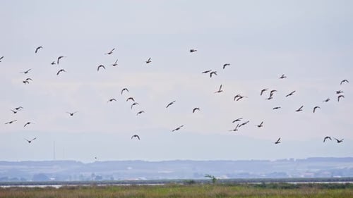 Flock of Birds Flying Over Rural Landscape