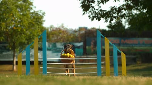Agile Dog Jumps Over Hurdle With Basket of Balls
