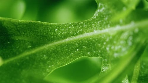 Extreme Close Up of a Green Leaf