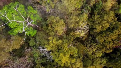 Luftaufnahme des Evergreen Forest. Luftbild der Landschaft über den Dschungel fliegen.
Panorama