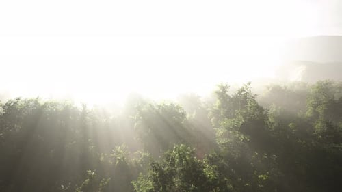 Misty Forest Landscape with Moving Sun Rays Through Trees