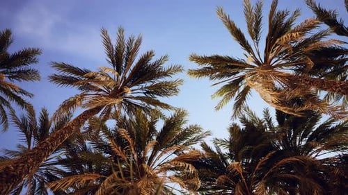Low Angle View of Palm Trees Swaying in Blue Sky