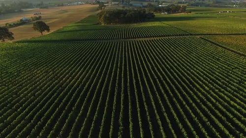 Aerial view of vineyard, Willamette Valley Oregon