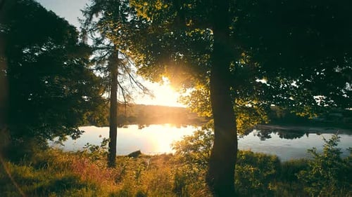 Evening Sun Breaking Through Trees in the Forest with Calm Surface of Pond on Background