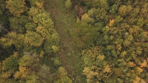 Leaves Begin To Turn Yellow on Trees