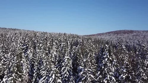 Winter Coniferous Forest. Aerial View