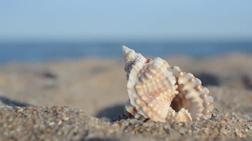 Cockleshells 5
