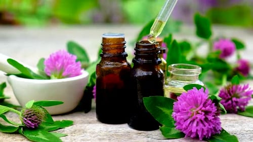 Extracting Essential Oil from Clover with Dropper