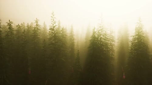 Plantation of Cannabis in Deep Fog