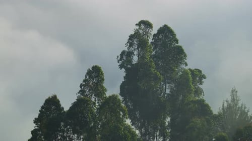 Trees and a cloudy sky
