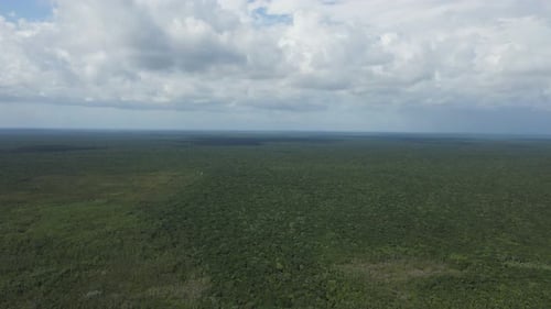 Horizonless Green Jungle Forest