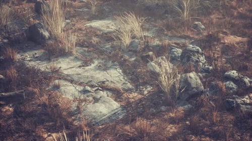 Paisaje seco de hierba y rocas