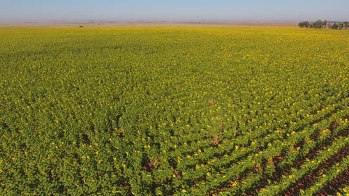 Aerial View Of A Field Of Sunflowers