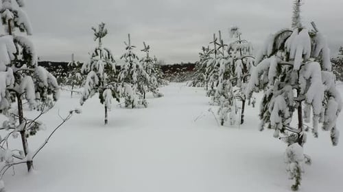 Flying in winter forest, through spruce trees covered with fresh snow. Shot from drone.