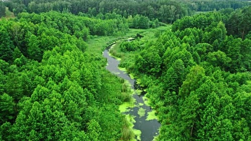 Aerial view of nature. Green blooming algae on river.