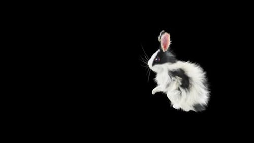 Fluffy Black and White Rabbit Bouncing and Hopping Animation