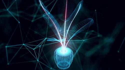 Banana Plant Hologram Close Up Hd