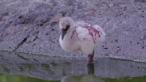 Baby Flamingo Chick Stands in Water