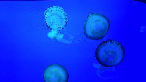 Multi-colored jellyfish swimming appearing in and out of frame.
