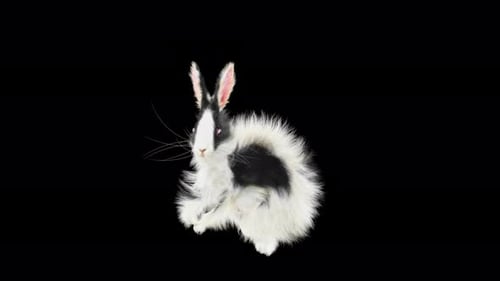 Fluffy Black and White Rabbit Hopping and Running Animation Loop