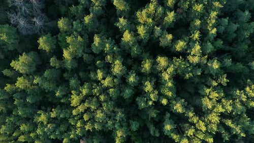 Aerial Top View Summer Forest in Sunny Day Drone Flying Over Green Trees