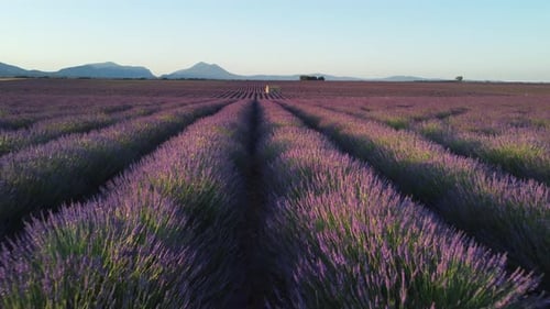 Plateau de Valensole Lavendelfeld Luftaufnahme