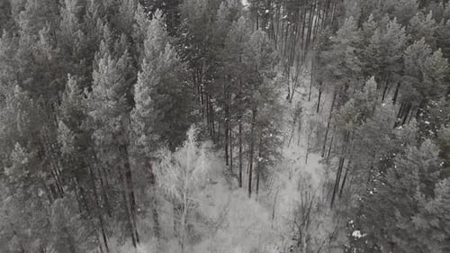 Fliege über den Winterwald