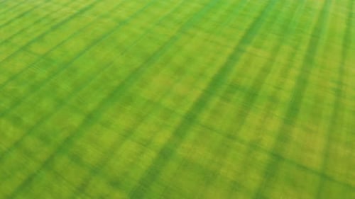 Aerial Fly Over a Green Lawn. Fresh Green Grass Shot From Top View