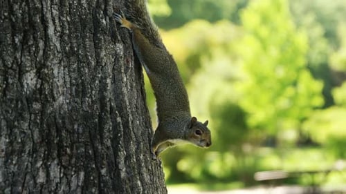 Squirrel on tree trunk in the park
