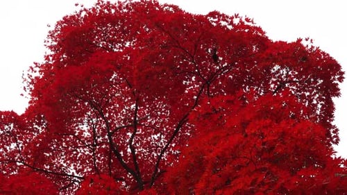 Herbst rote Blätter Baum Nahaufnahme