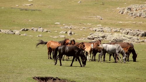 Horses Graze Peacefully in a Green Meadow