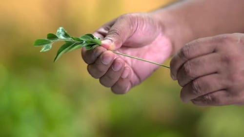 Curry Leaves