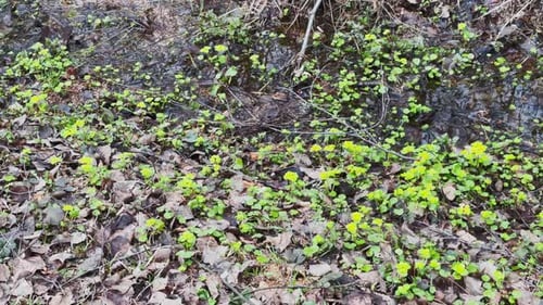 Movement Footage As the First Green Grass Makes the Way Through a Puddle in the Wood Trunks of Trees