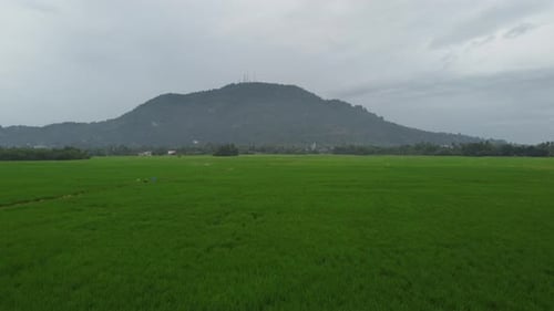 Fly over green paddy field