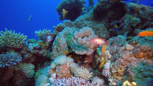 Moray Eel in the Red Sea
