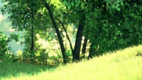 Scenic View of the Park with Green Grass Field in City