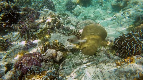Underwater Filming of Seal Faced Pufferfish of Colorful Tropical Sea