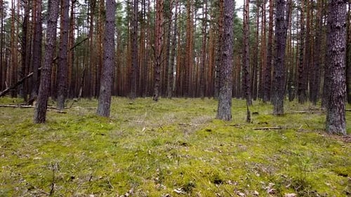 Wild pine forest with green moss under the trees, slow aerial shoting low between trees in overcast