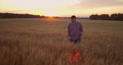 Front View : An Elderly Male Farmer Walks Through a Wheat Field at Sunset. The Camera Follows the
