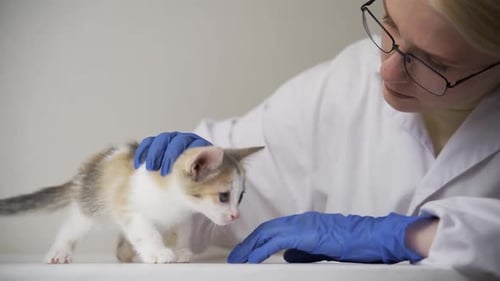 Veterinarian Examining Small Kitten on White Table