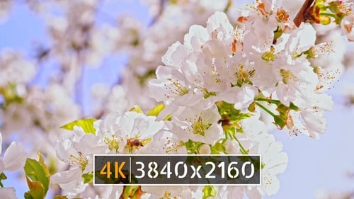 Frühlingsblüte (4K)