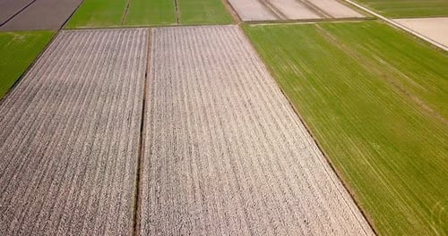 Plowed Unseeded Field Plots and Green Sprouting Terrain