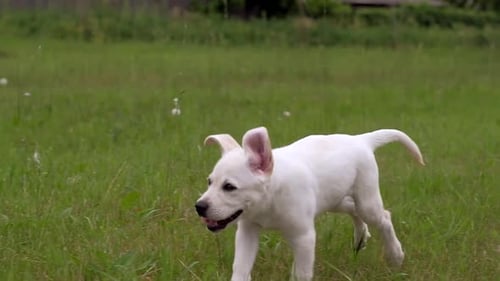 White Labrador Puppy Running in the Park