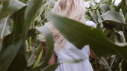Woman Walking Through Cornfield on a Sunny Day