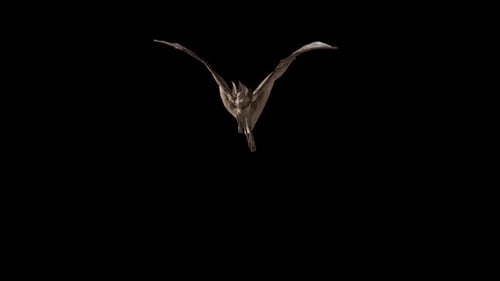 Realistic Bat Flying Across Frame Animation
